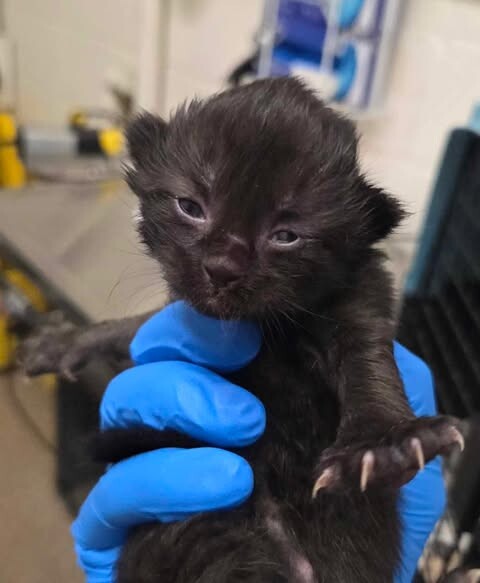 Picture of the Animal Listed