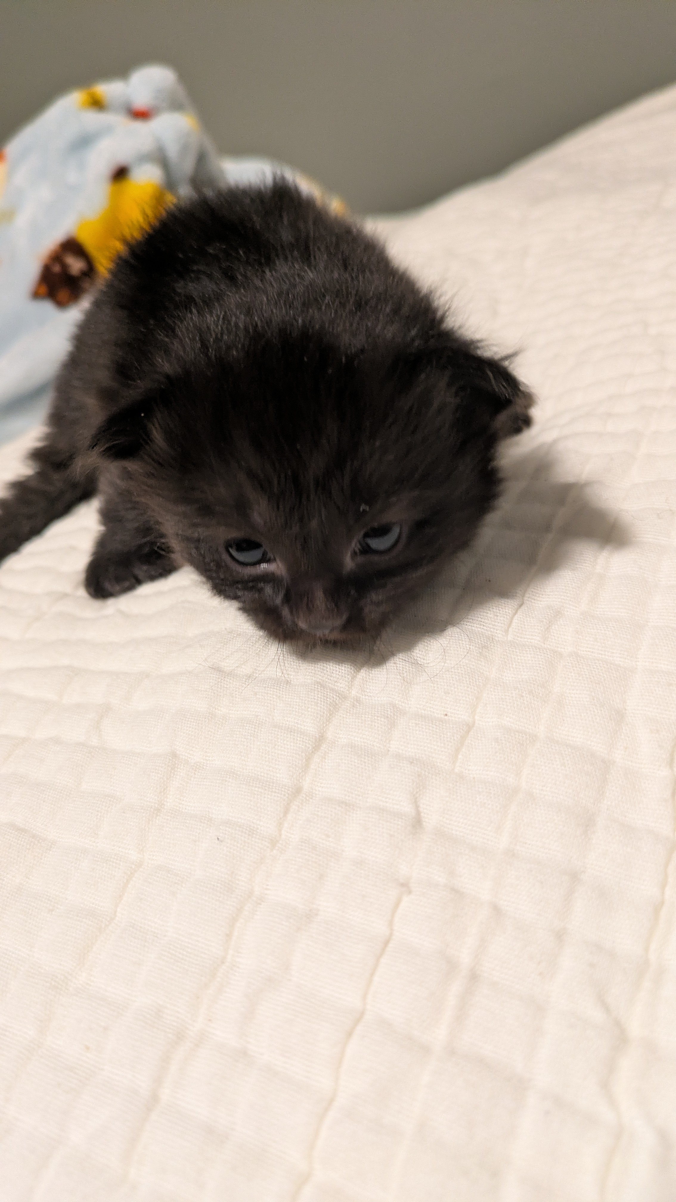 Picture of the Animal Listed