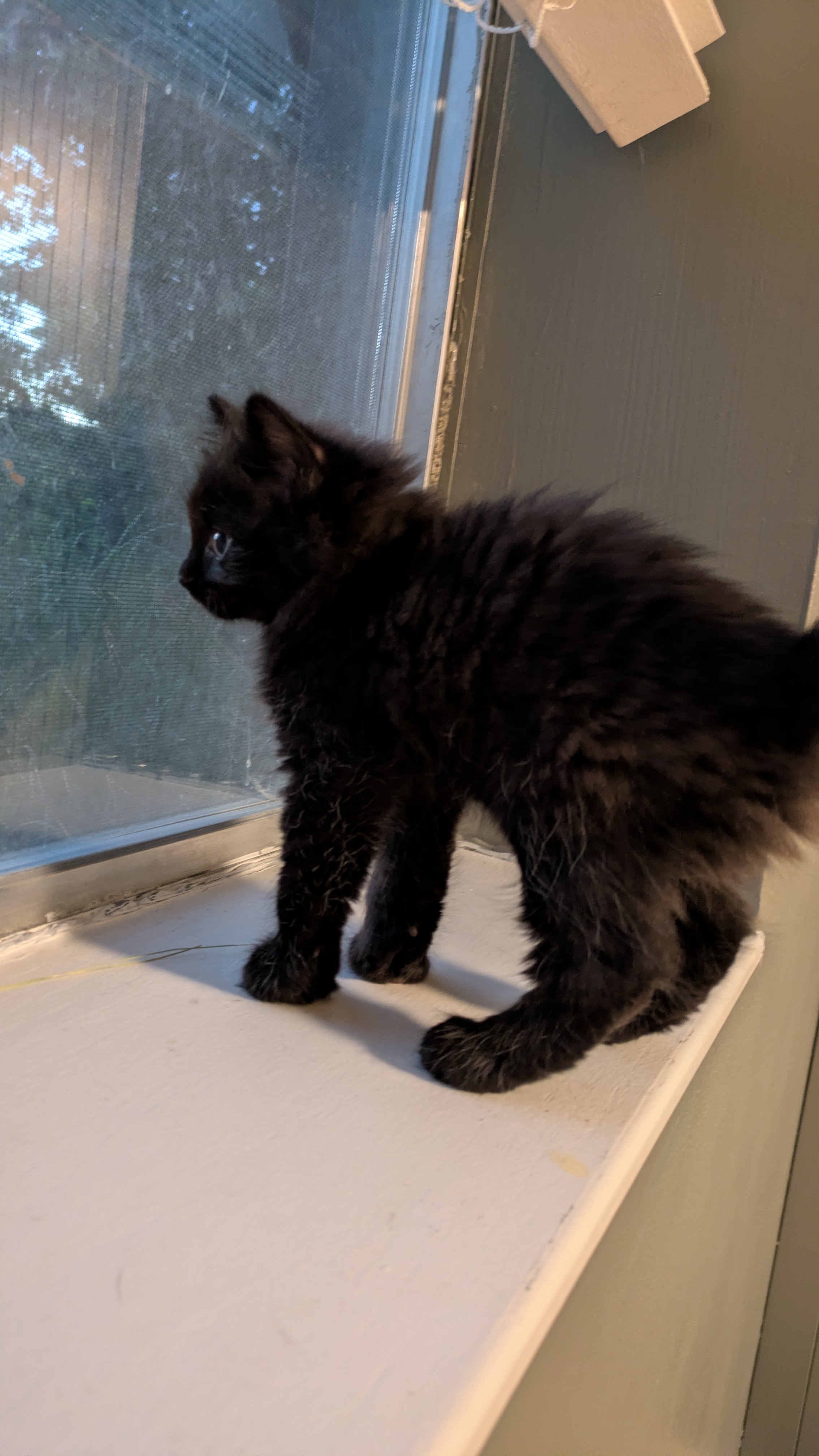 Picture of the Animal Listed