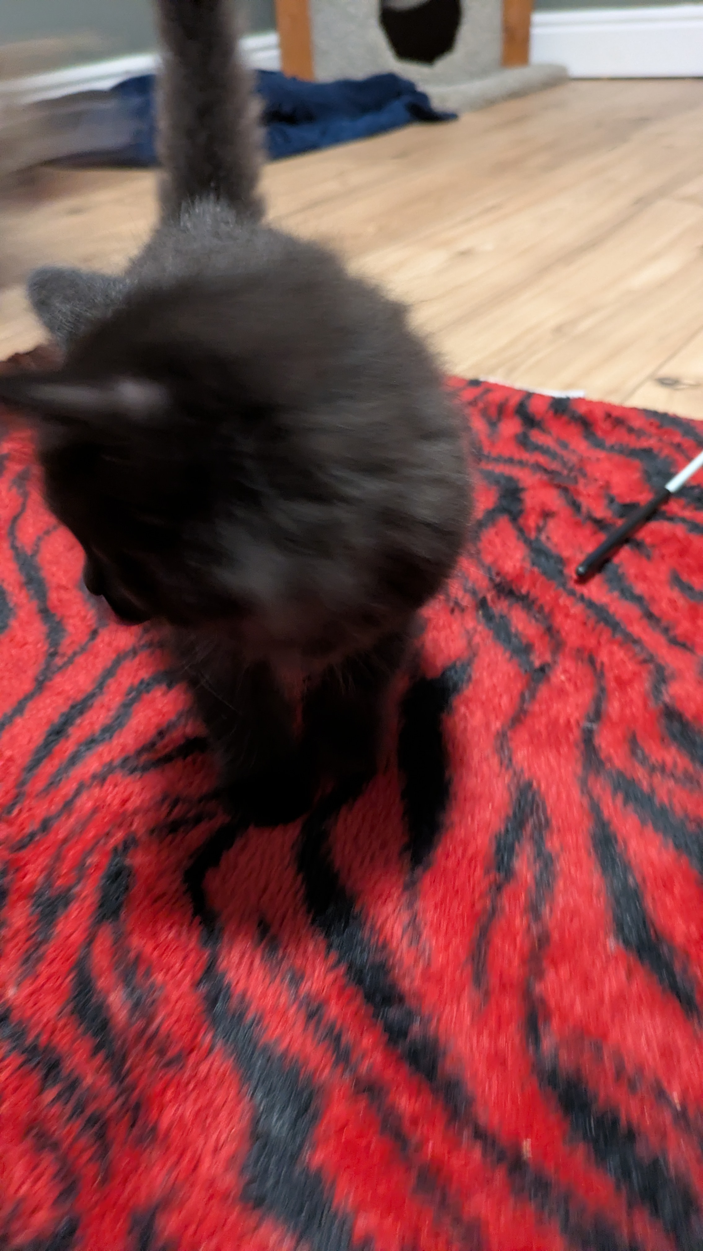 Picture of the Animal Listed
