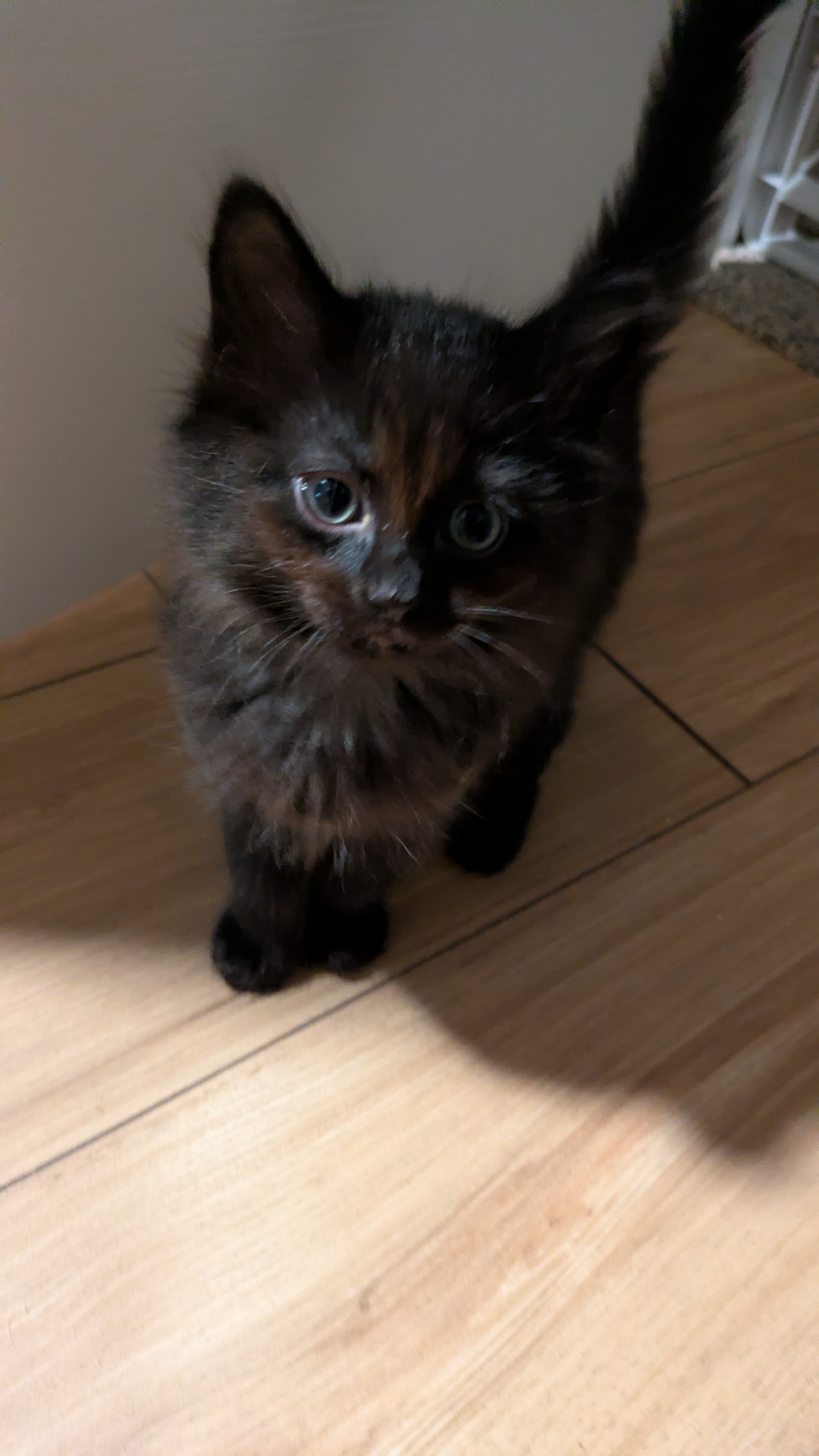 Picture of the Animal Listed