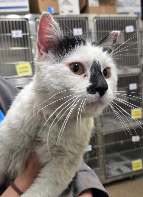 Picture of the Animal Listed