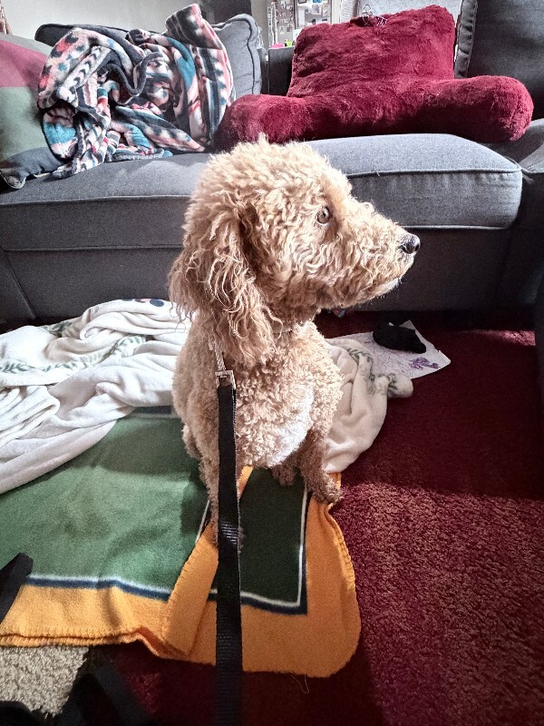 Picture of the Animal Listed