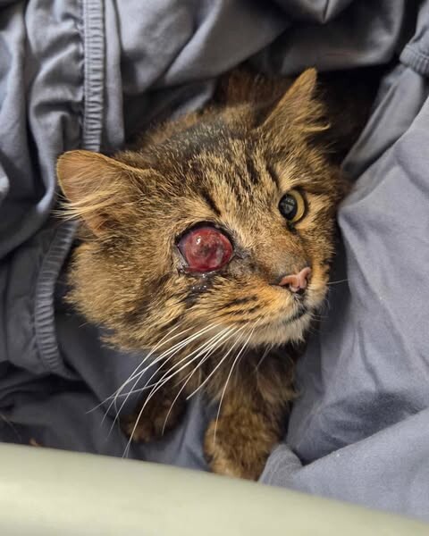 Picture of the Animal Listed