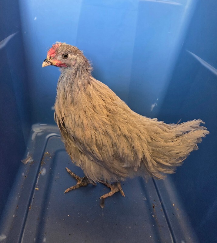 Picture of the Animal Listed