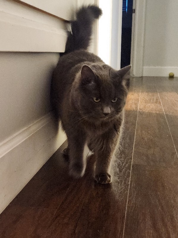 Picture of the Animal Listed