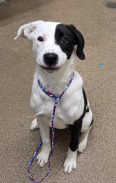 Picture of the Animal Listed