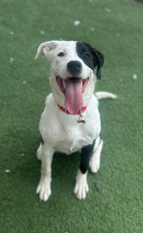 Picture of the Animal Listed