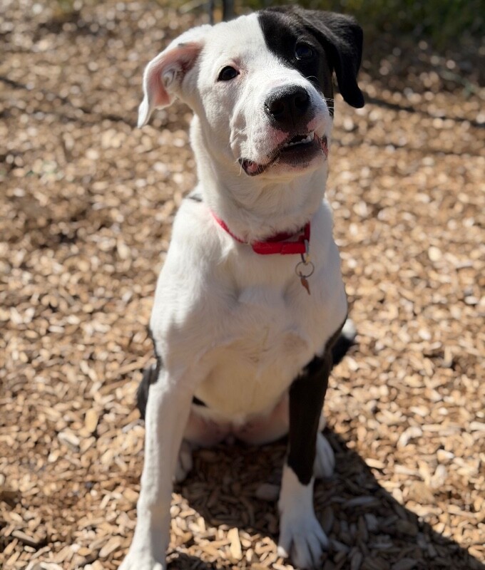 Picture of the Animal Listed