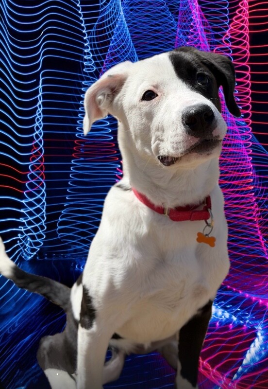 Picture of the Animal Listed