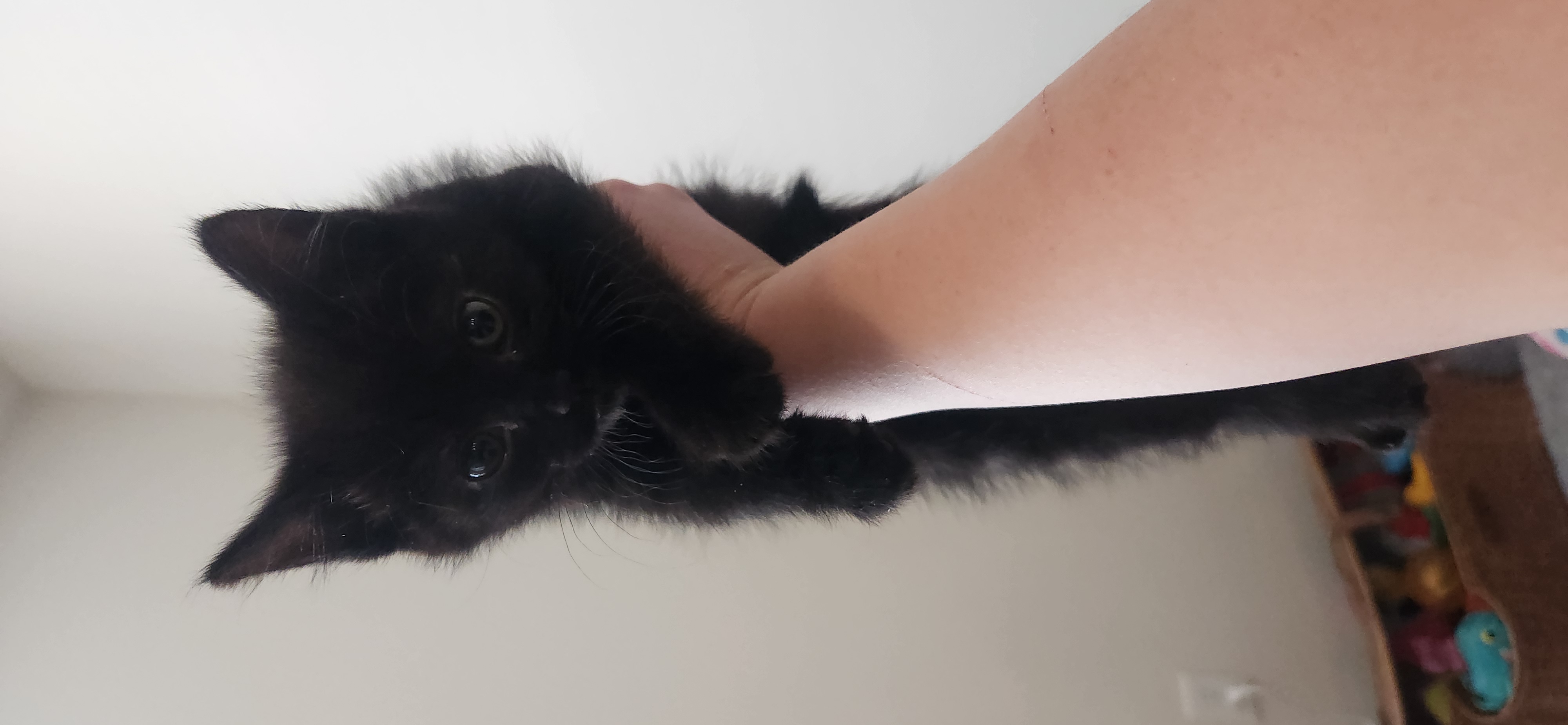 Picture of the Animal Listed