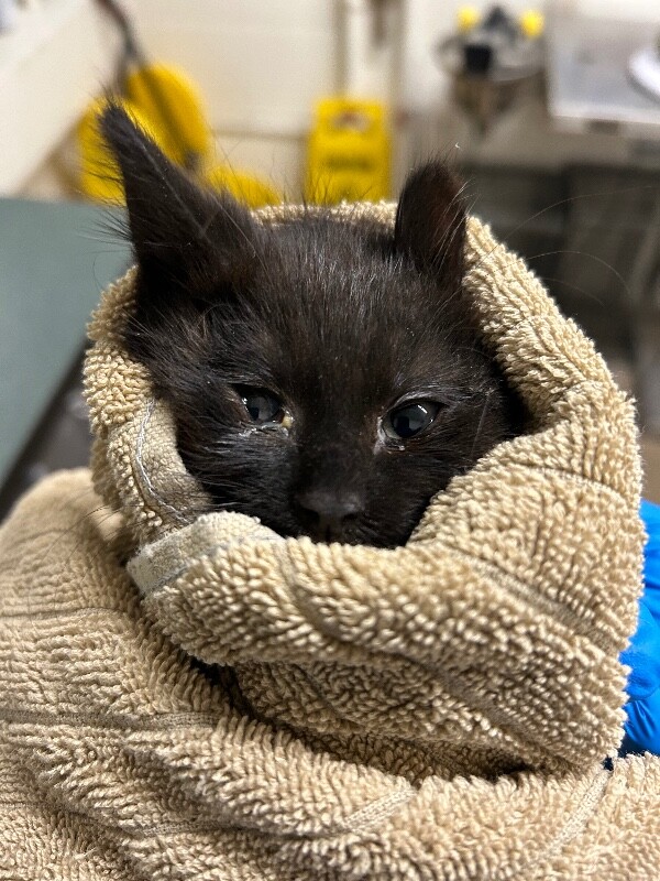 Picture of the Animal Listed