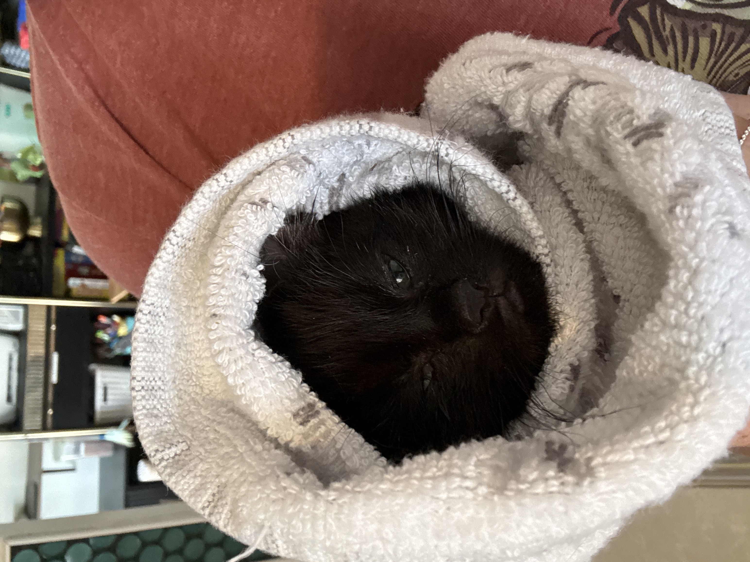 Picture of the Animal Listed