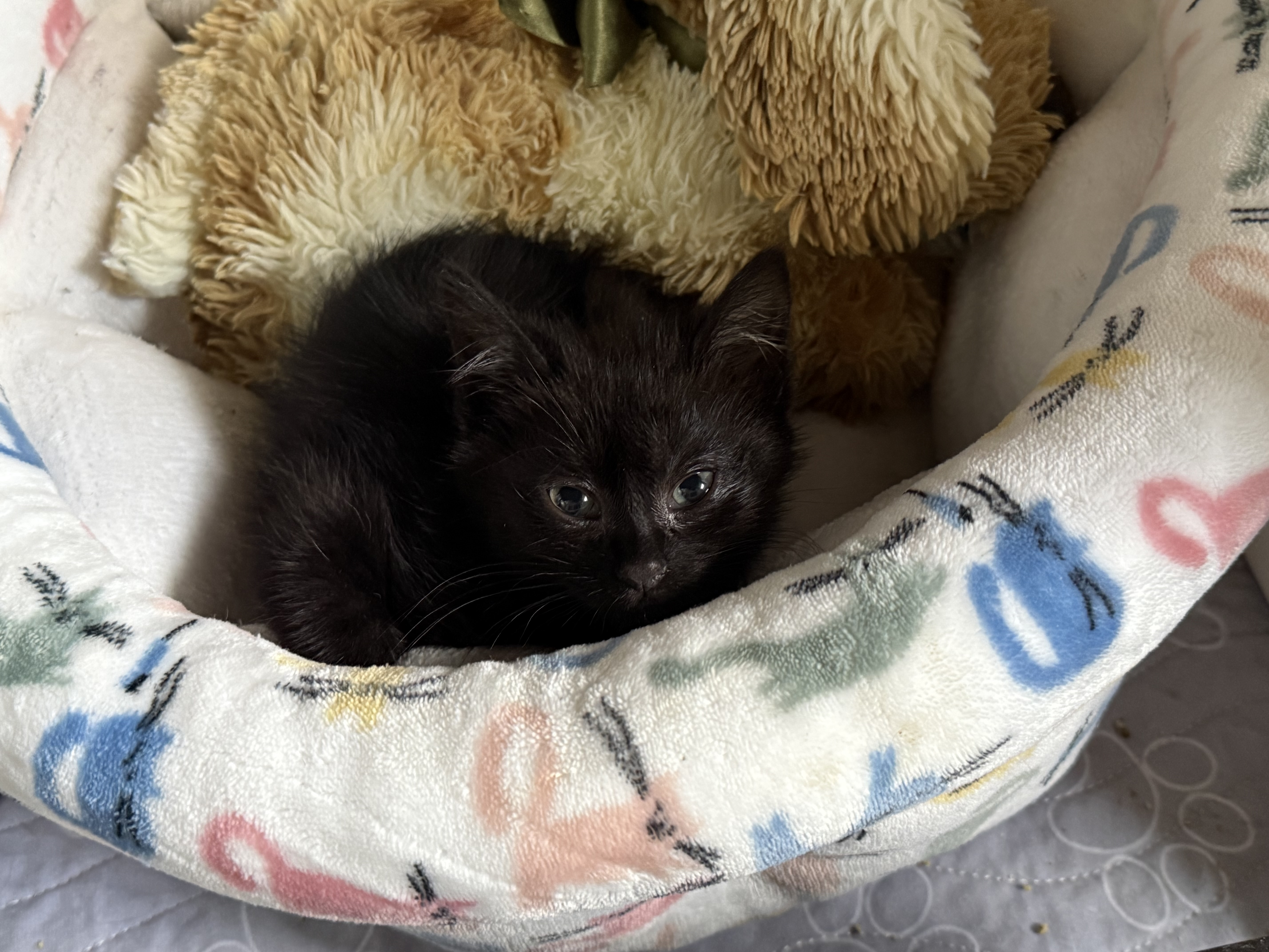 Picture of the Animal Listed