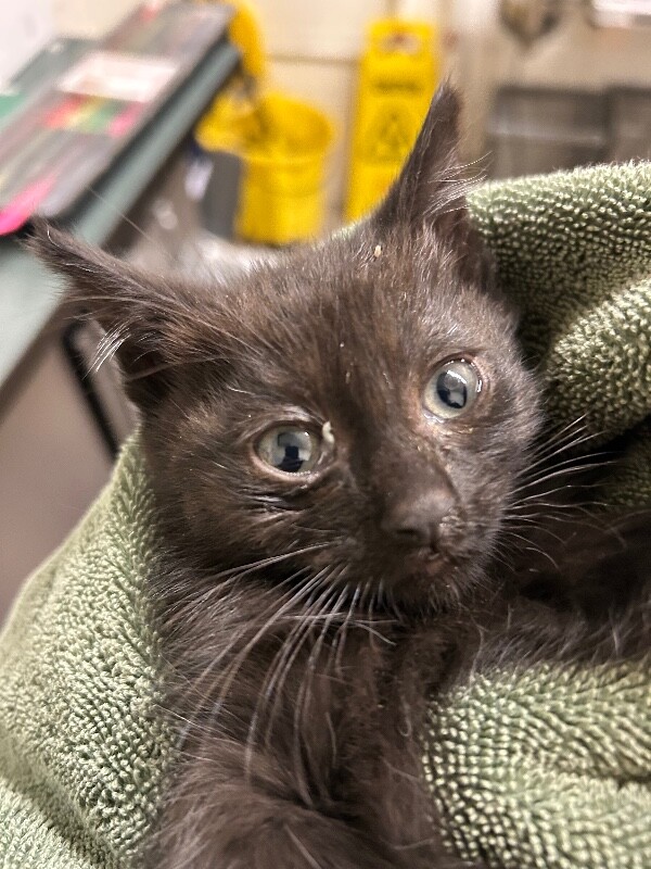 Picture of the Animal Listed