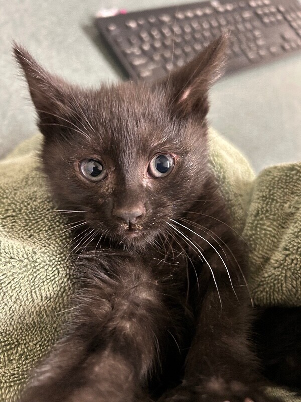 Picture of the Animal Listed