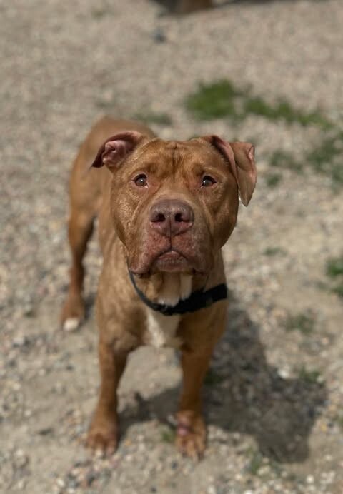 Picture of the Animal Listed