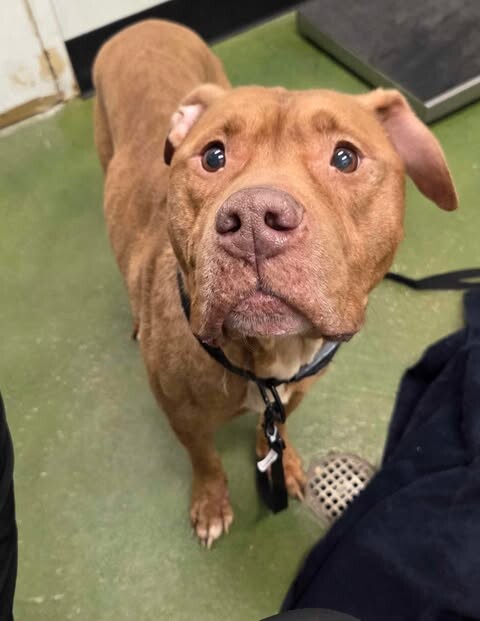 Picture of the Animal Listed