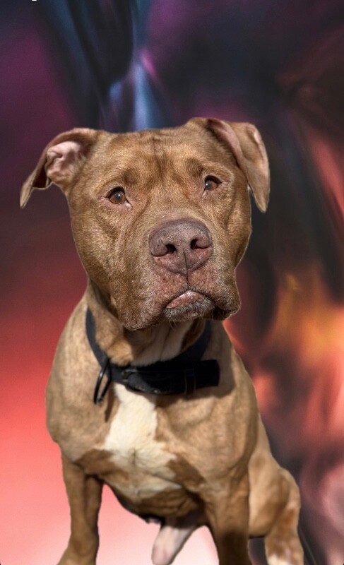 Picture of the Animal Listed