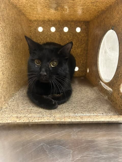 Picture of the Animal Listed