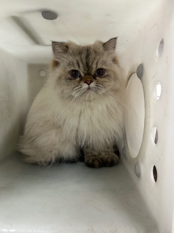 Picture of the Animal Listed