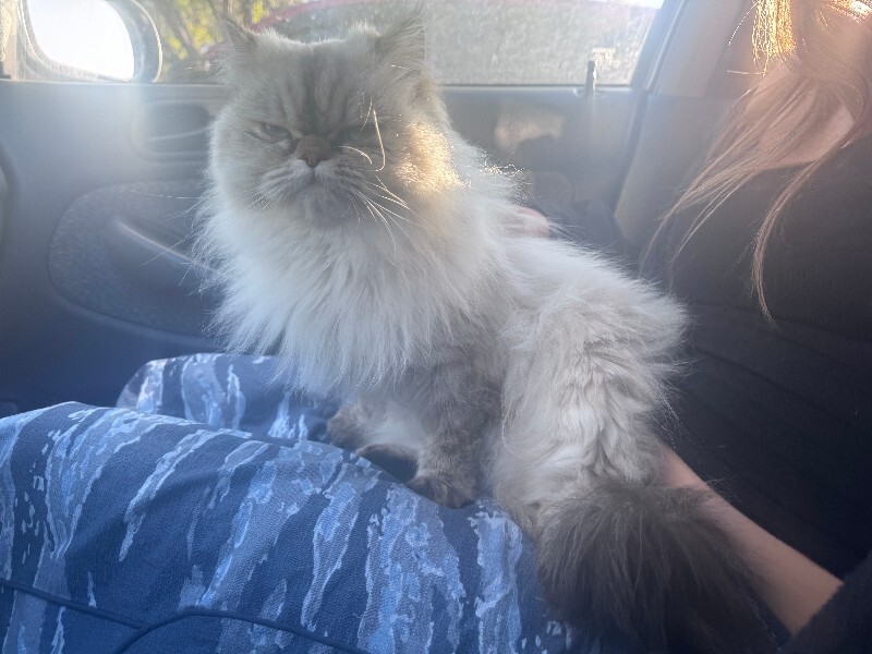 Picture of the Animal Listed