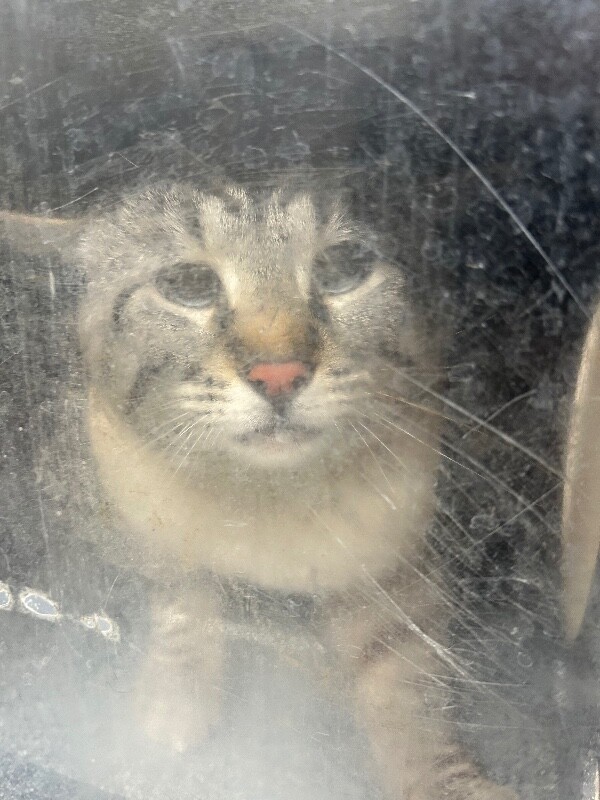 Picture of the Animal Listed