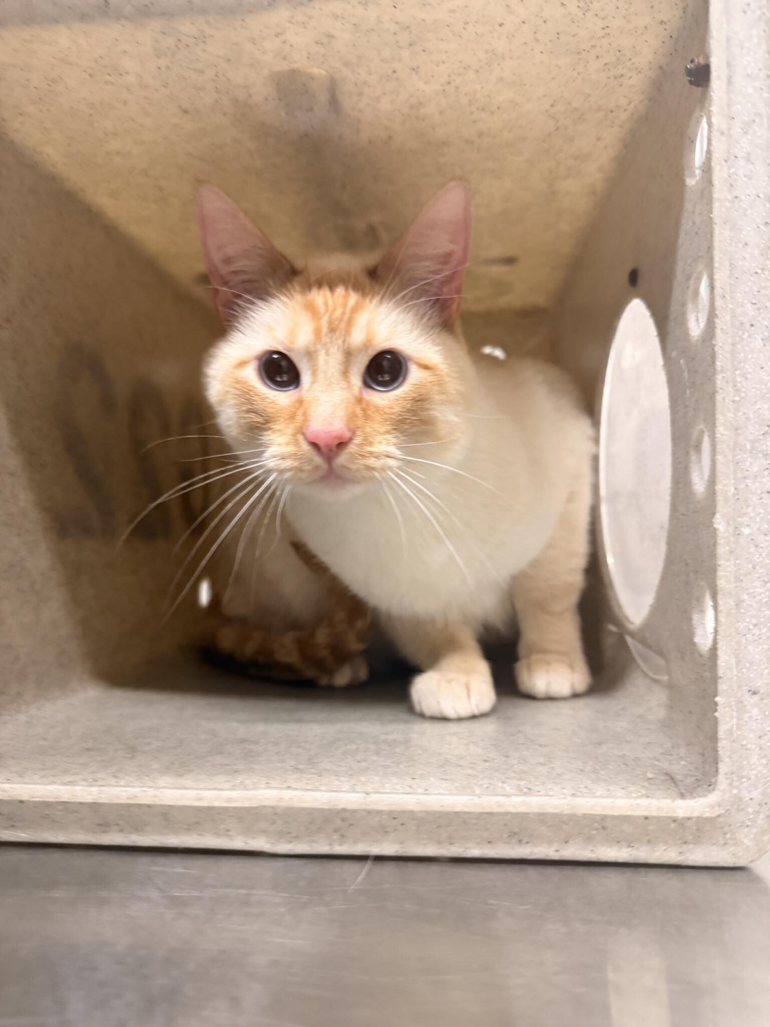 Picture of the Animal Listed