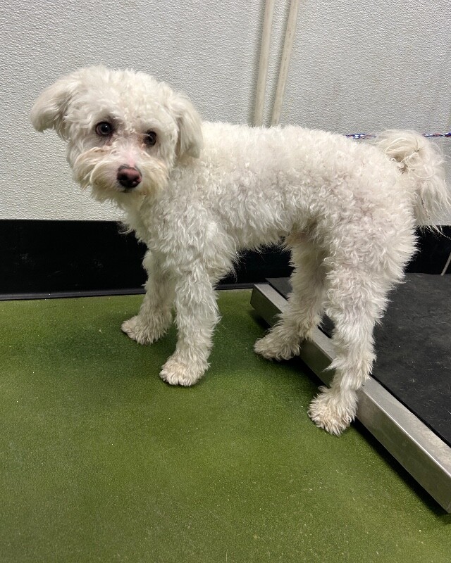 Picture of the Animal Listed