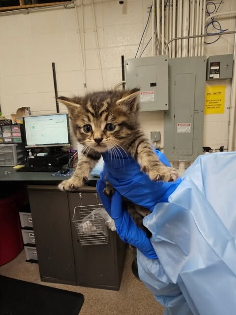 Picture of the Animal Listed