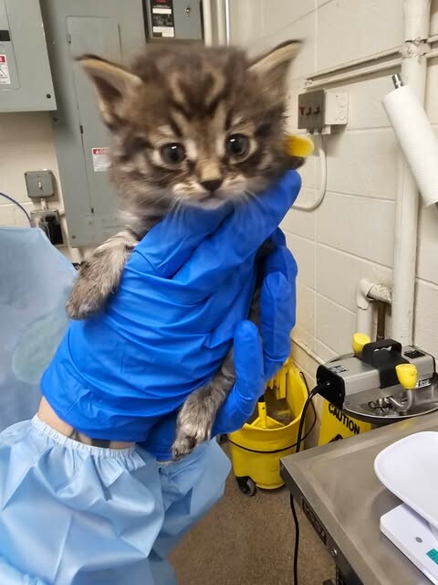 Picture of the Animal Listed