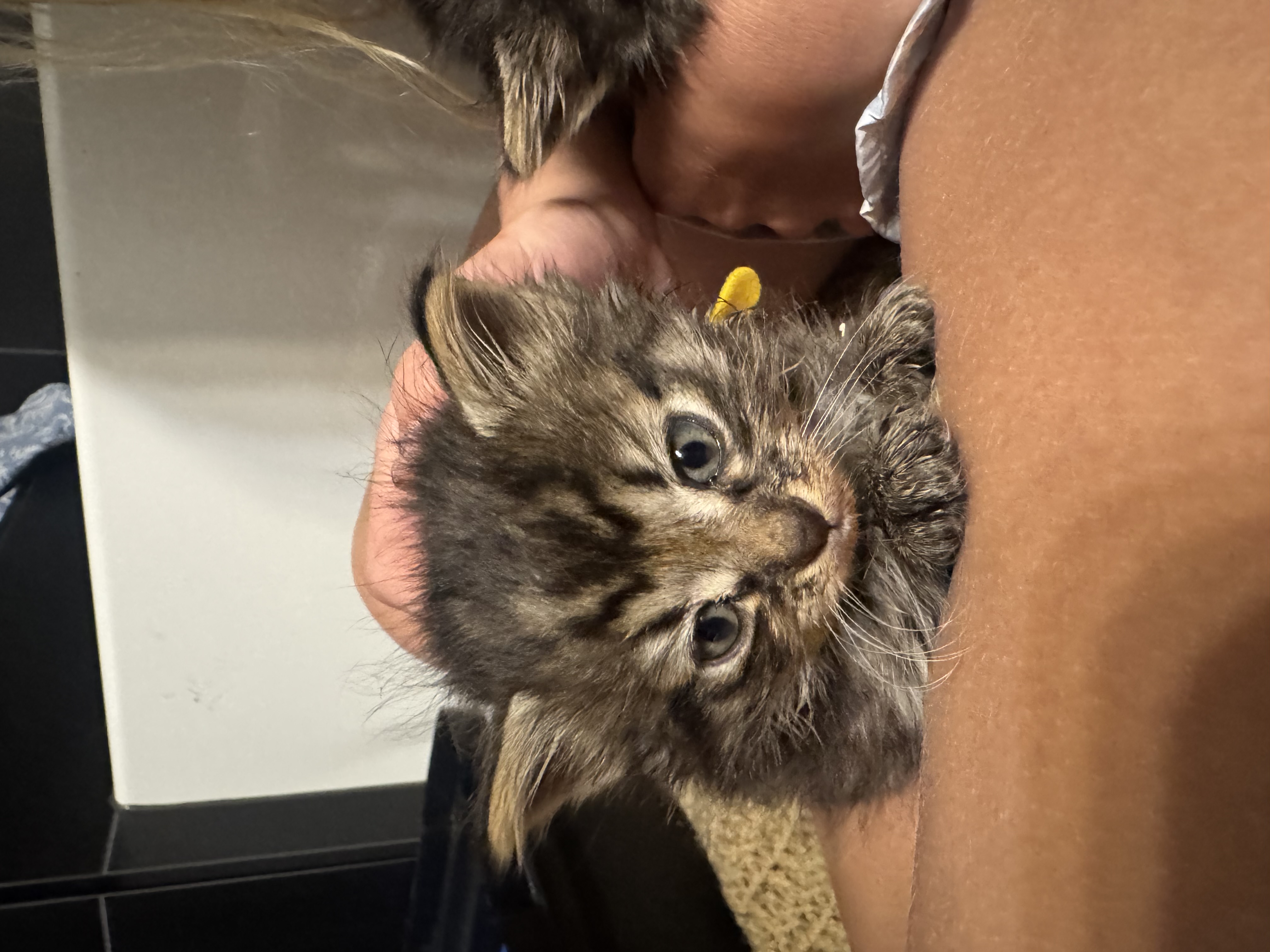 Picture of the Animal Listed
