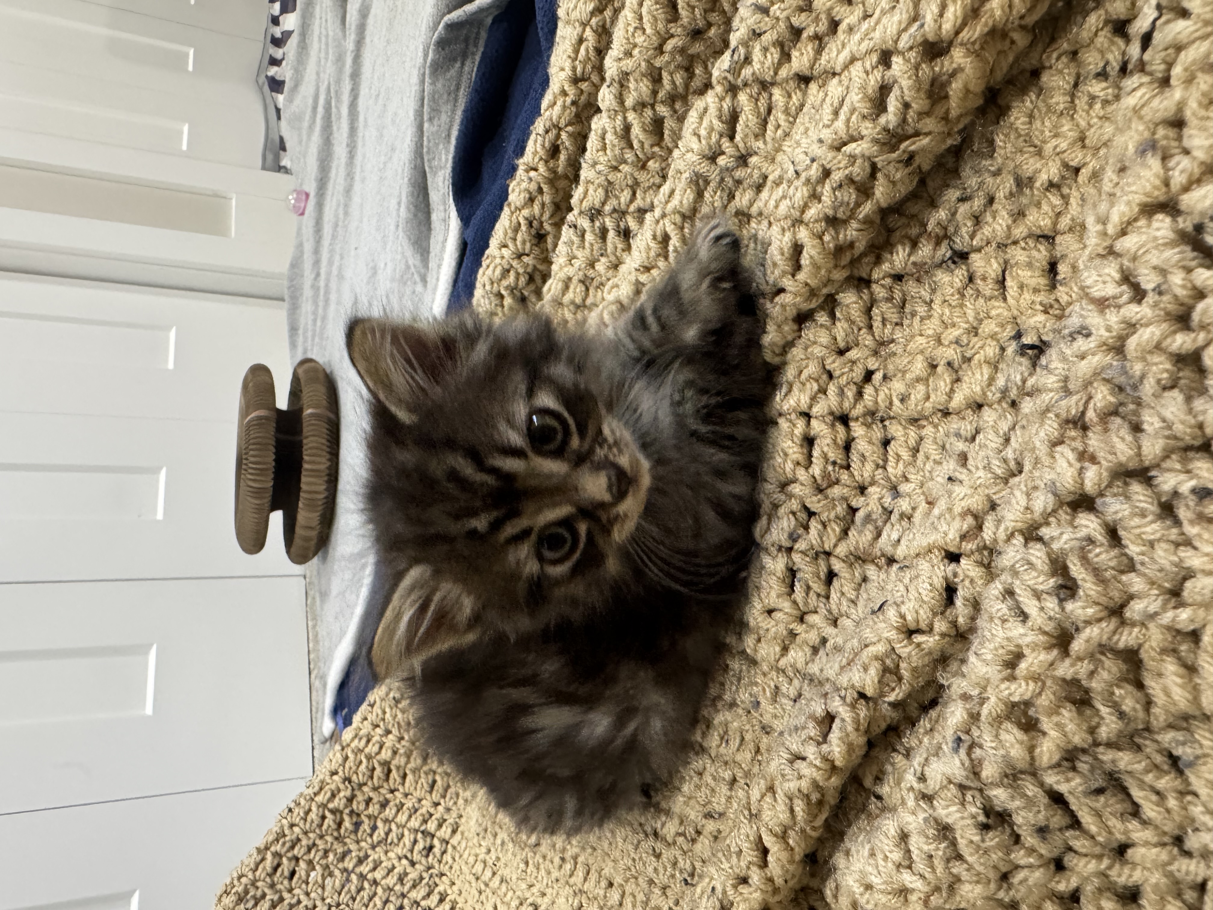 Picture of the Animal Listed
