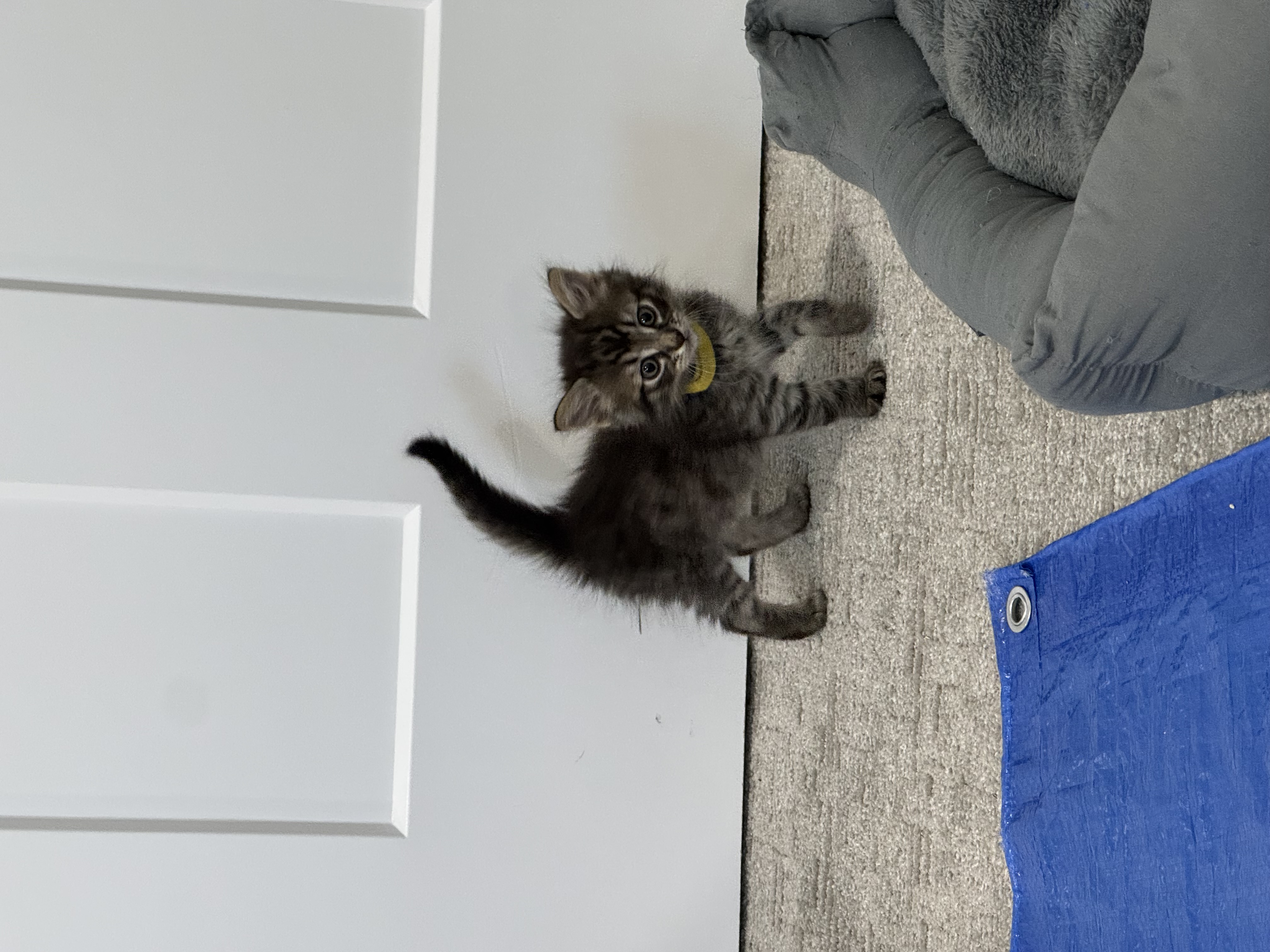 Picture of the Animal Listed