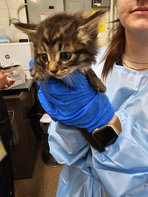 Picture of the Animal Listed