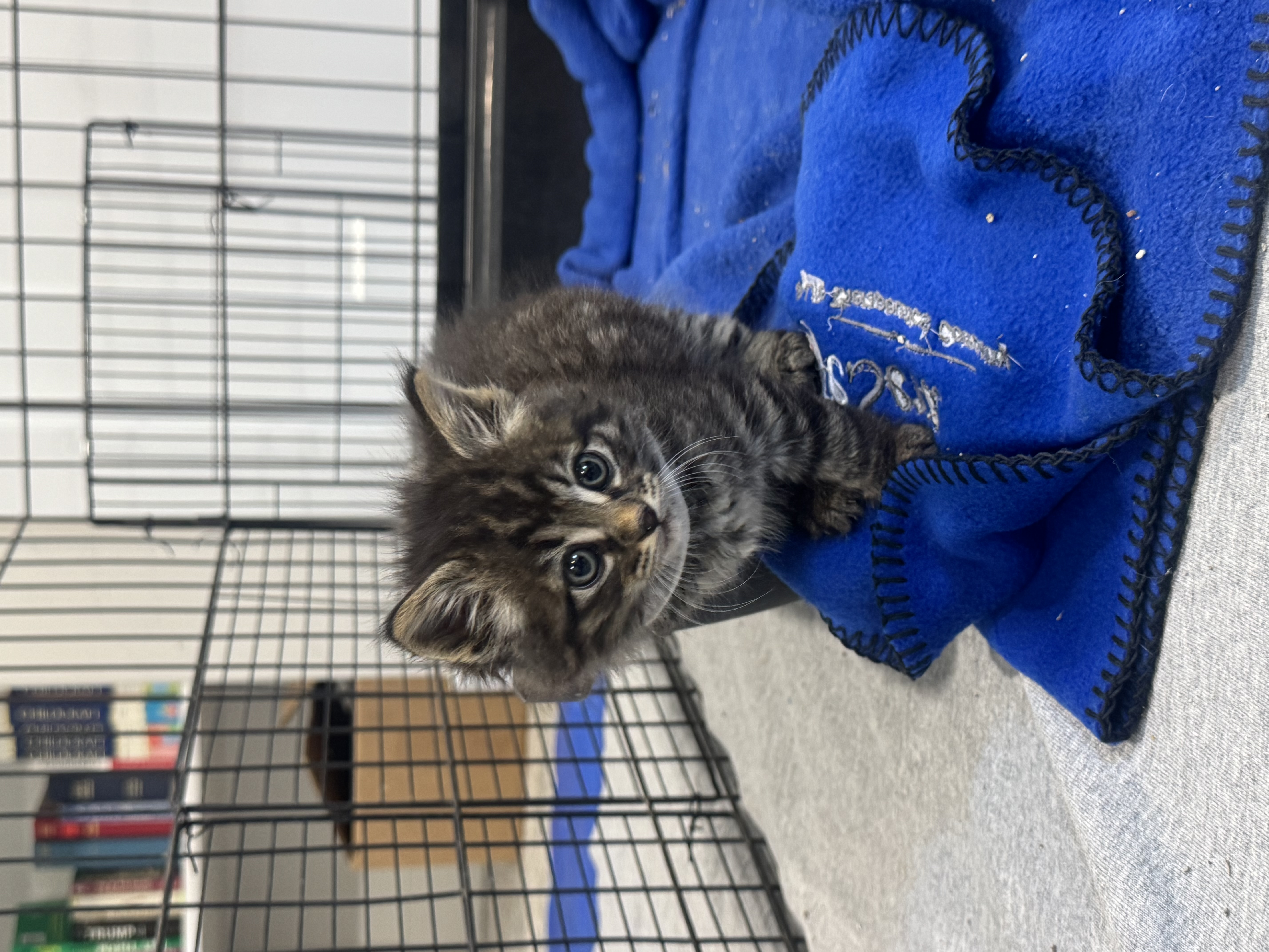 Picture of the Animal Listed