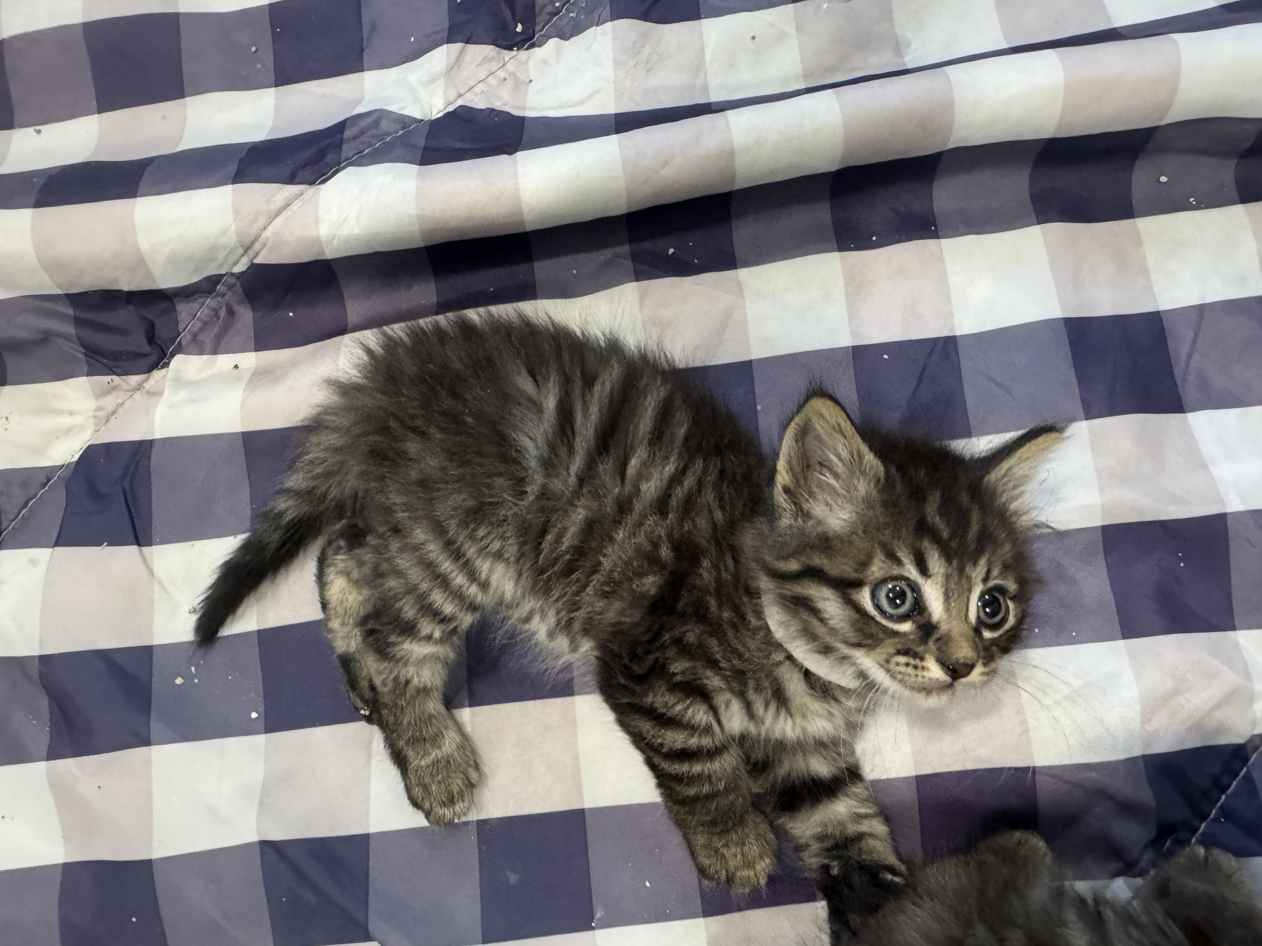 Picture of the Animal Listed
