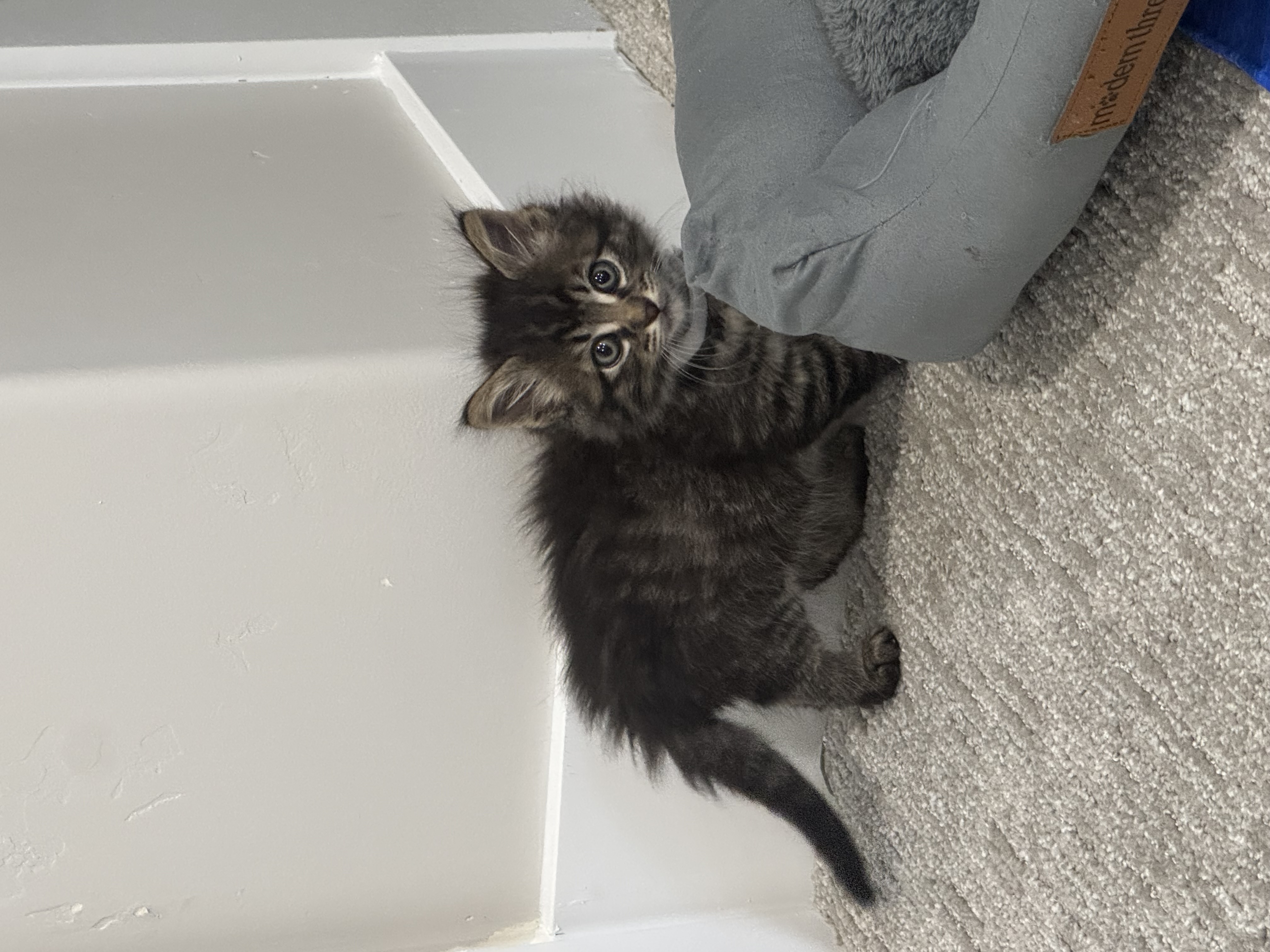 Picture of the Animal Listed