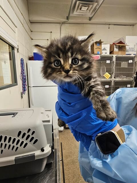 Picture of the Animal Listed