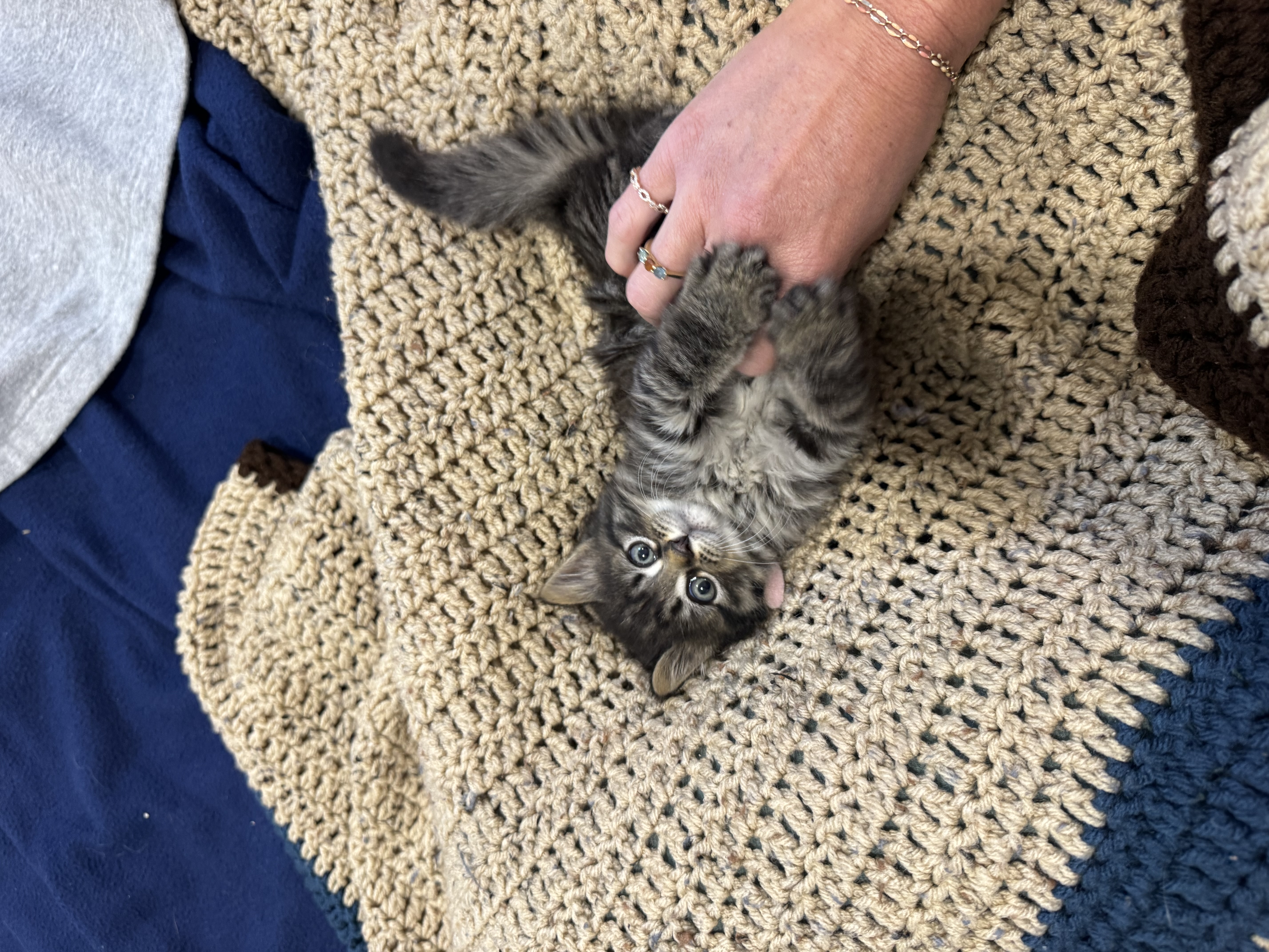 Picture of the Animal Listed