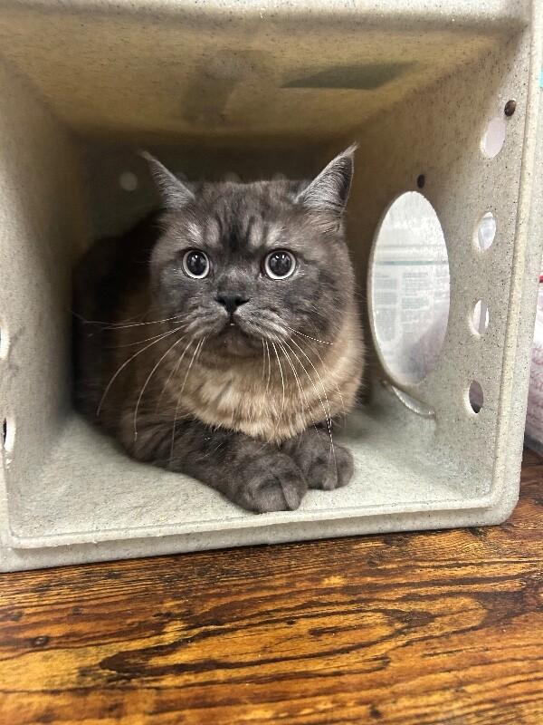 Picture of the Animal Listed