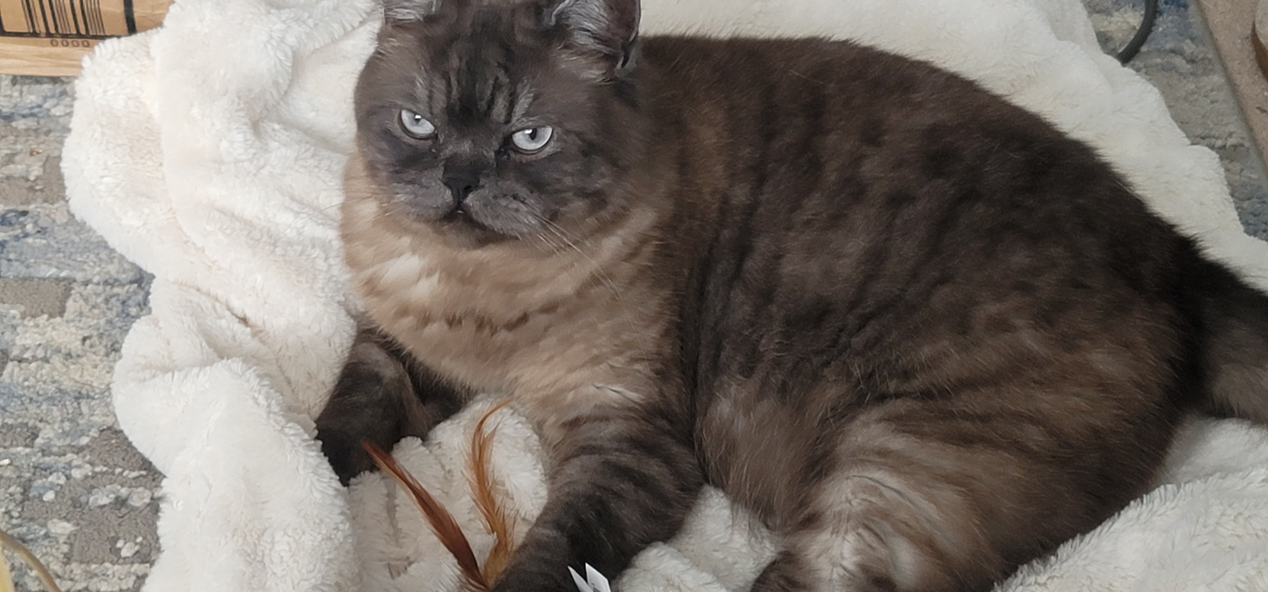 Picture of the Animal Listed