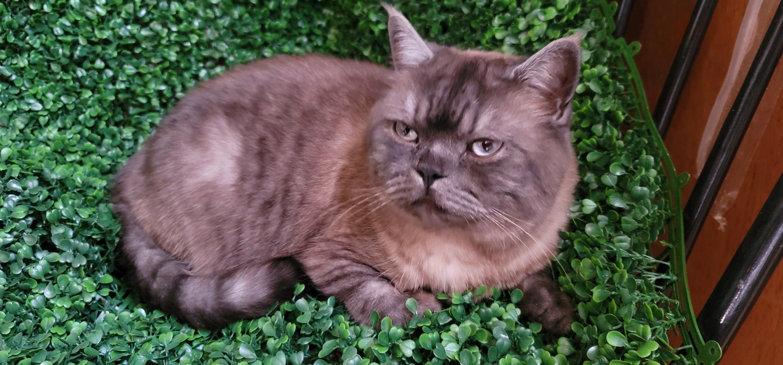 Picture of the Animal Listed