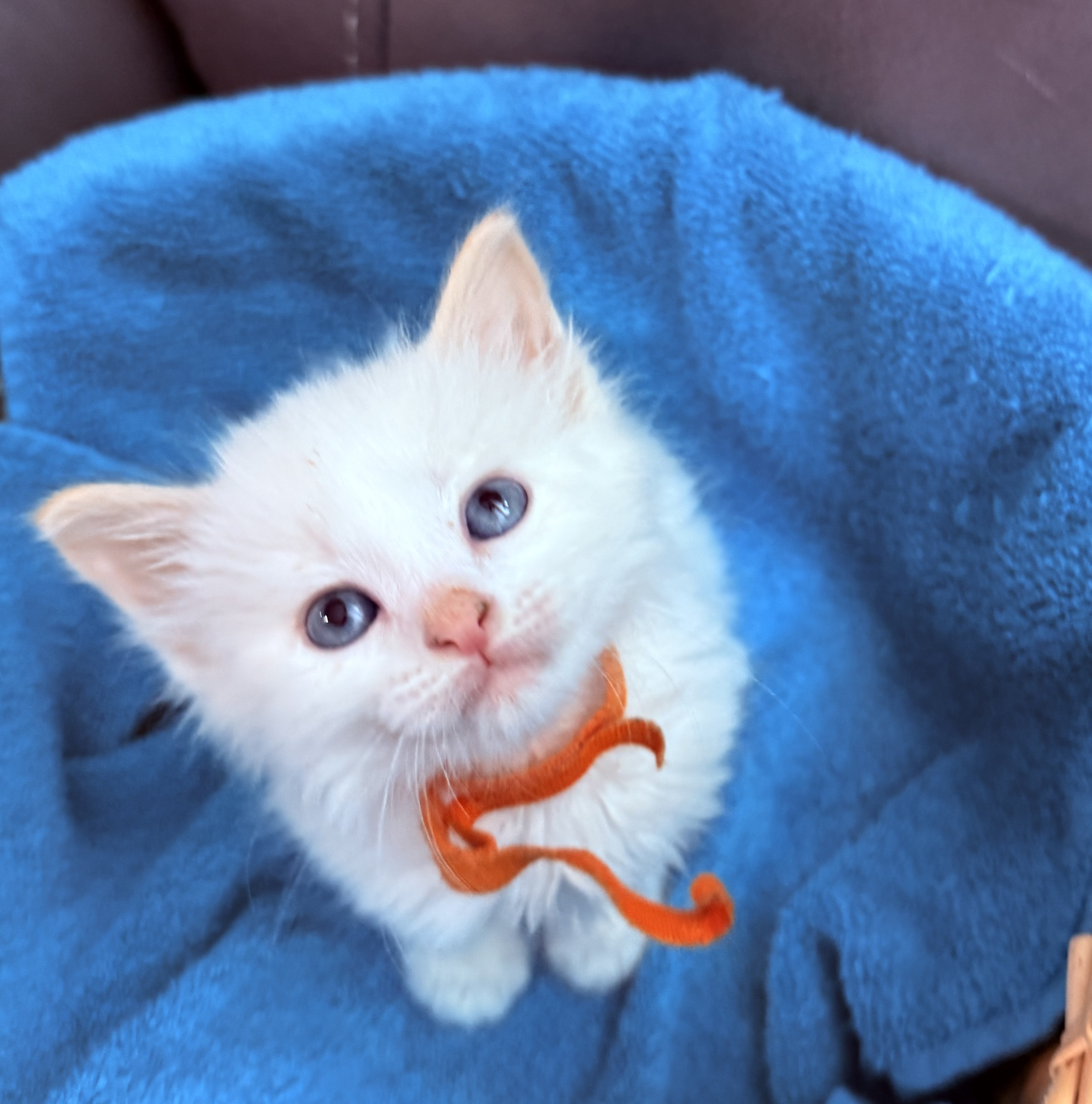 Picture of the Animal Listed