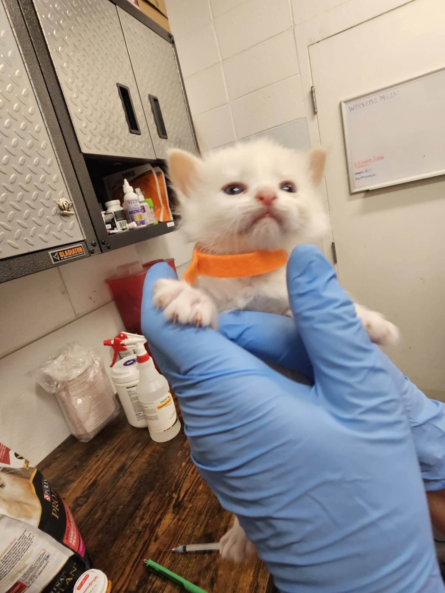 Picture of the Animal Listed