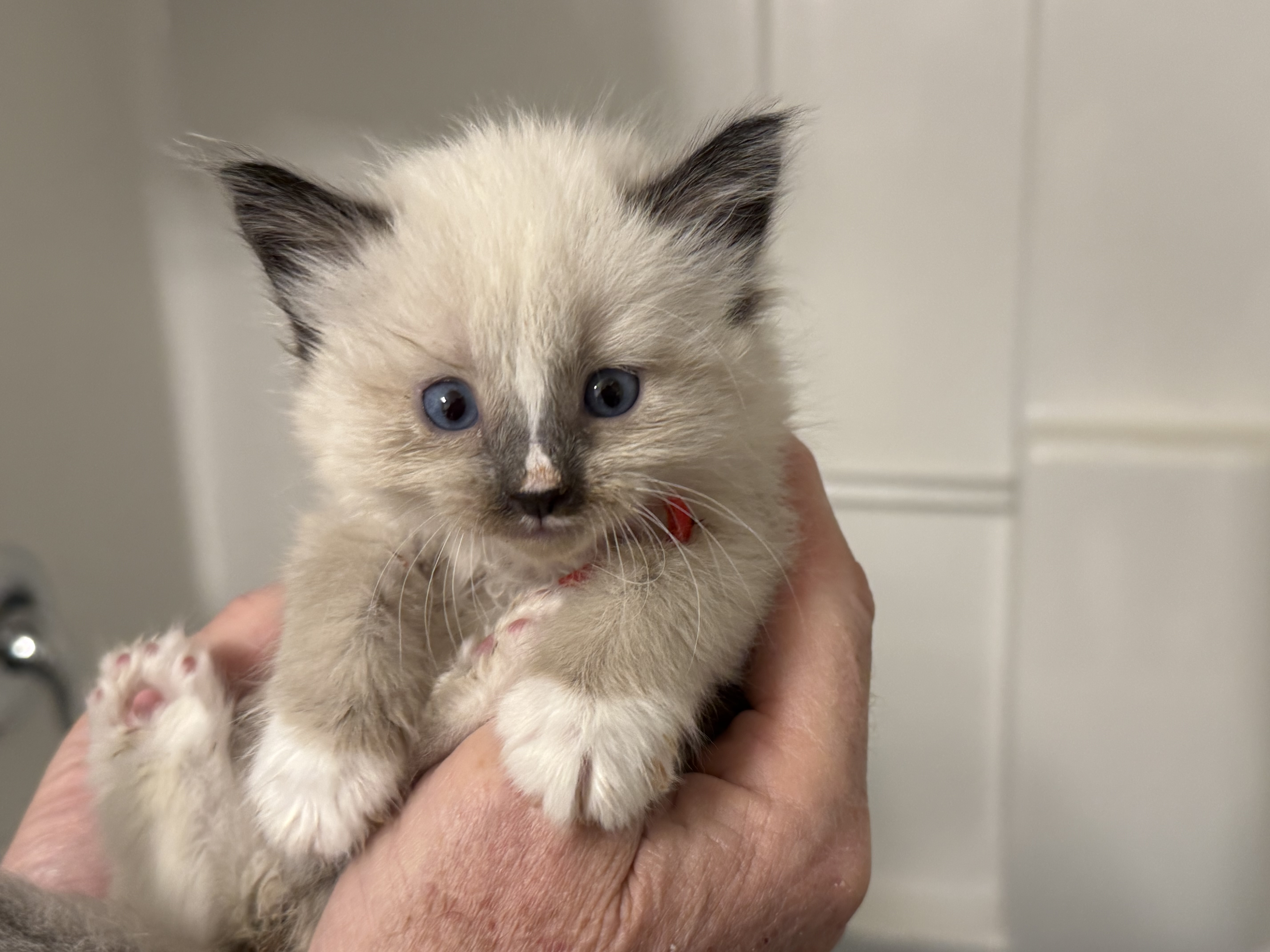 Picture of the Animal Listed