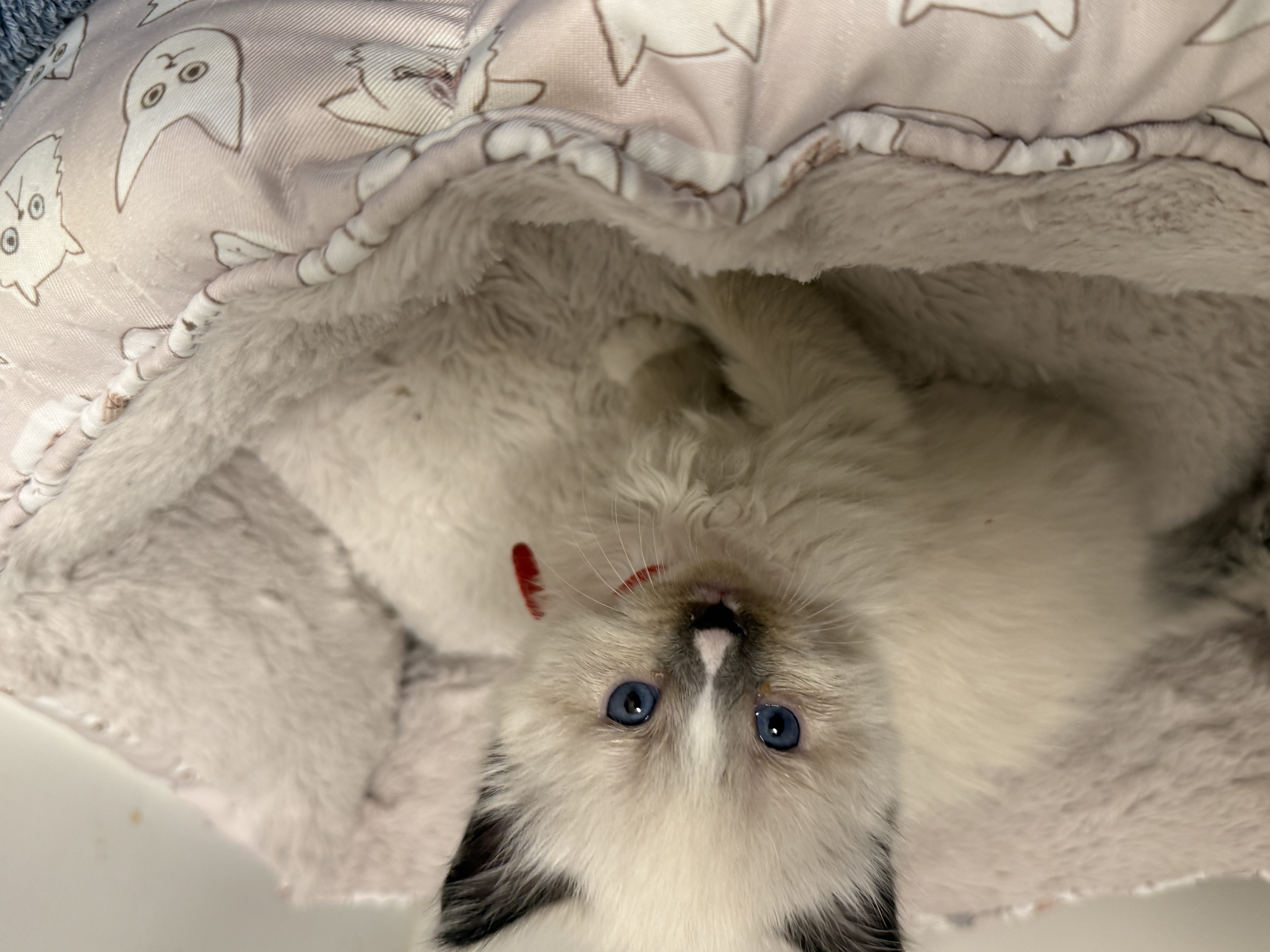 Picture of the Animal Listed