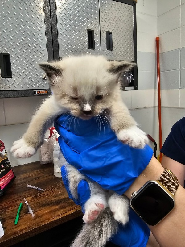 Picture of the Animal Listed