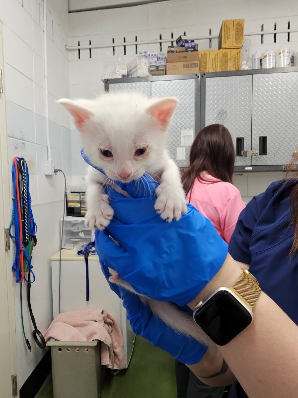 Picture of the Animal Listed