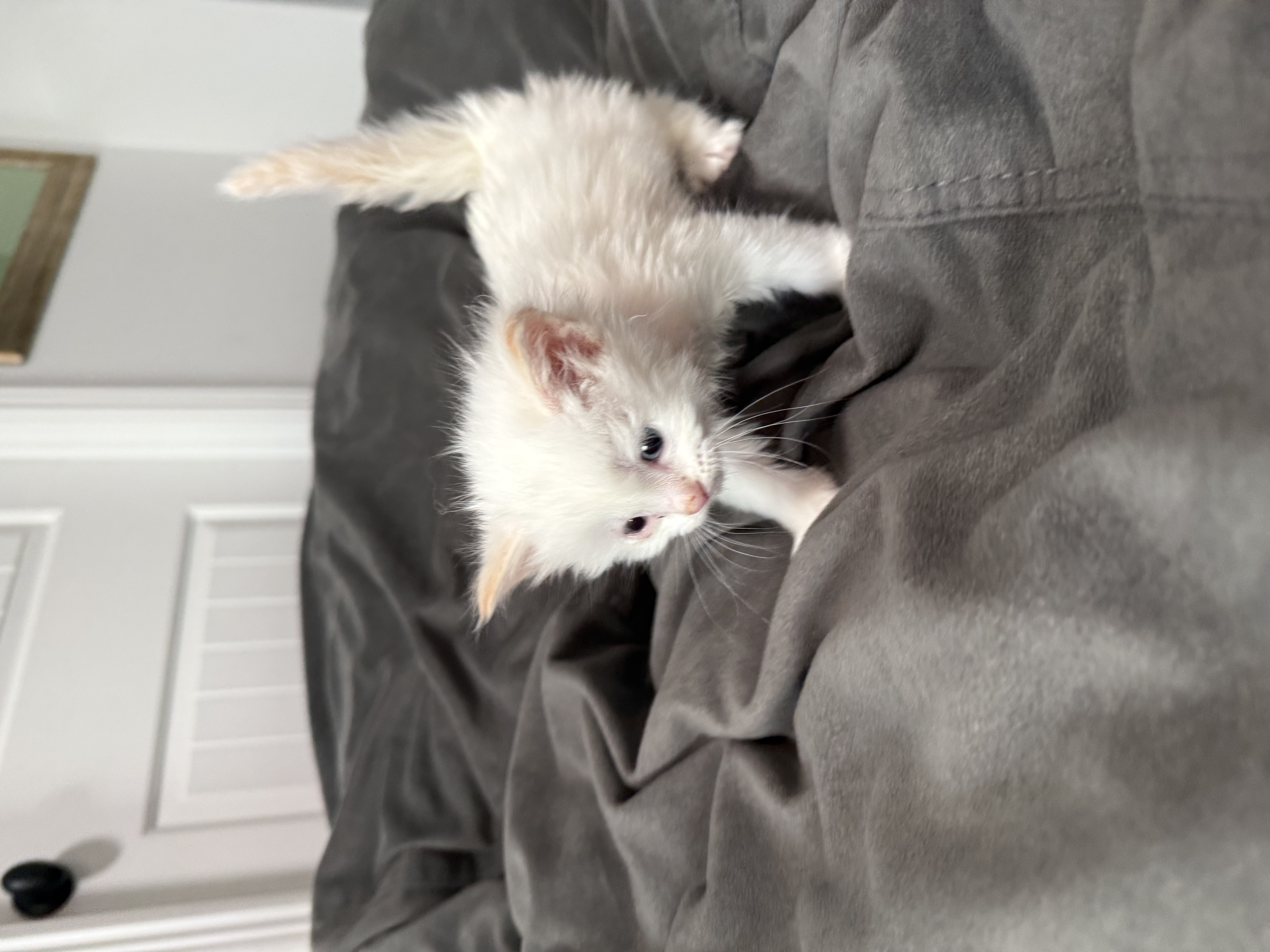 Picture of the Animal Listed